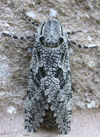 Common Carpenterworm Common Carpenterworm